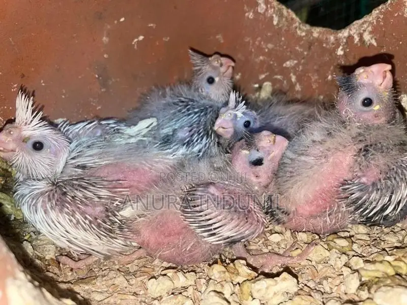 Cocktail Baby Birds