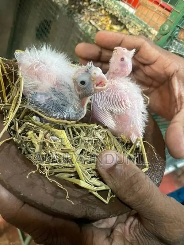 Cocktail Baby Birds