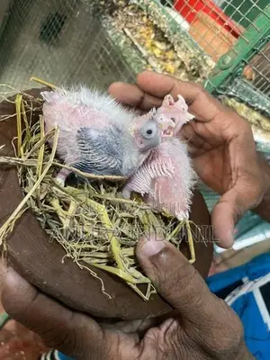 Cockatiel Birds