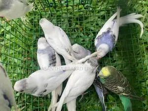 Love Birds