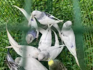 Love Birds