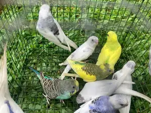 Love Birds