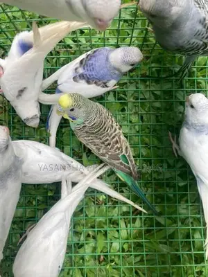Love Birds