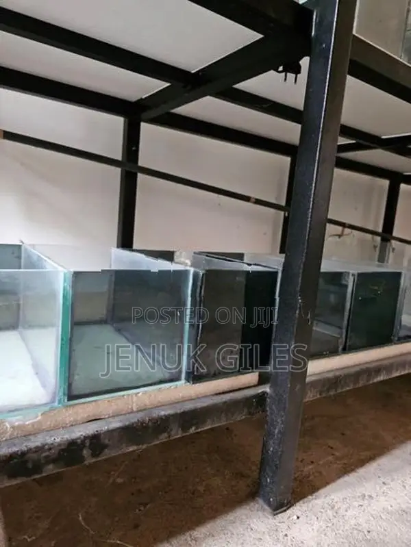 Aquarium Rack / Stand With 12 Glass Tanks