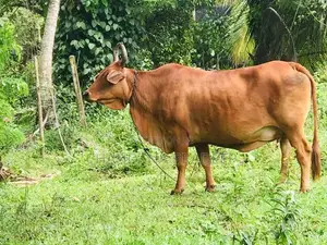 Sahiwal Cow