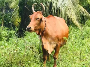 Sahiwal Cow