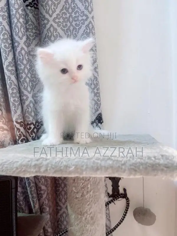 Pure White Persian