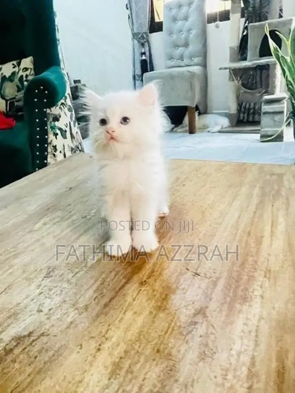 Pure White Persian