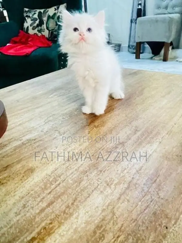Pure White Persian