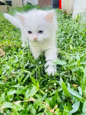 Pure White Persian