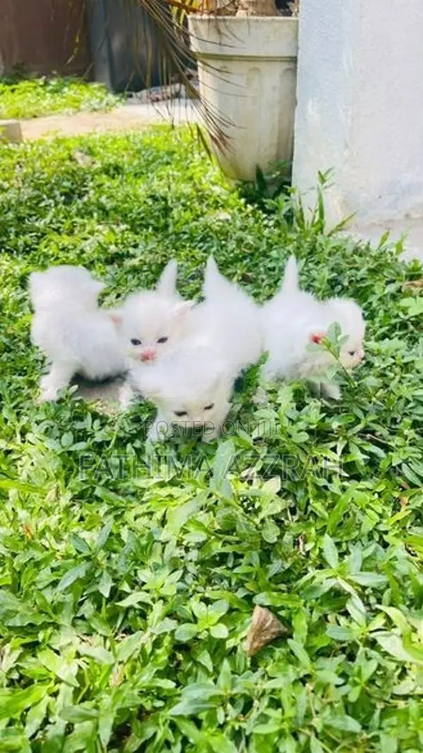 Pure White Persian