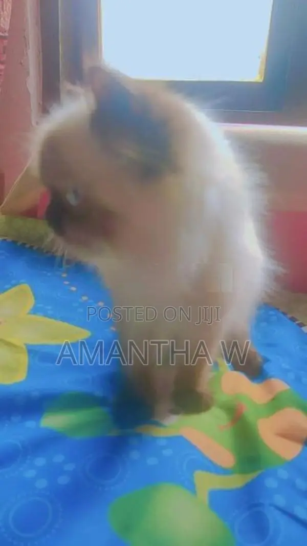 Persian Cat