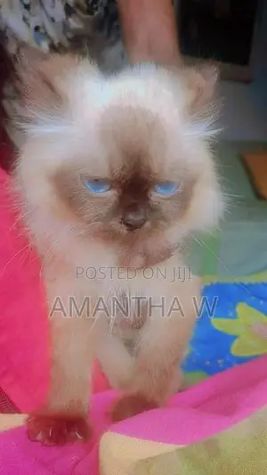 Persian Cat