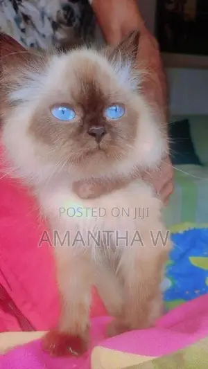 Persian Cat
