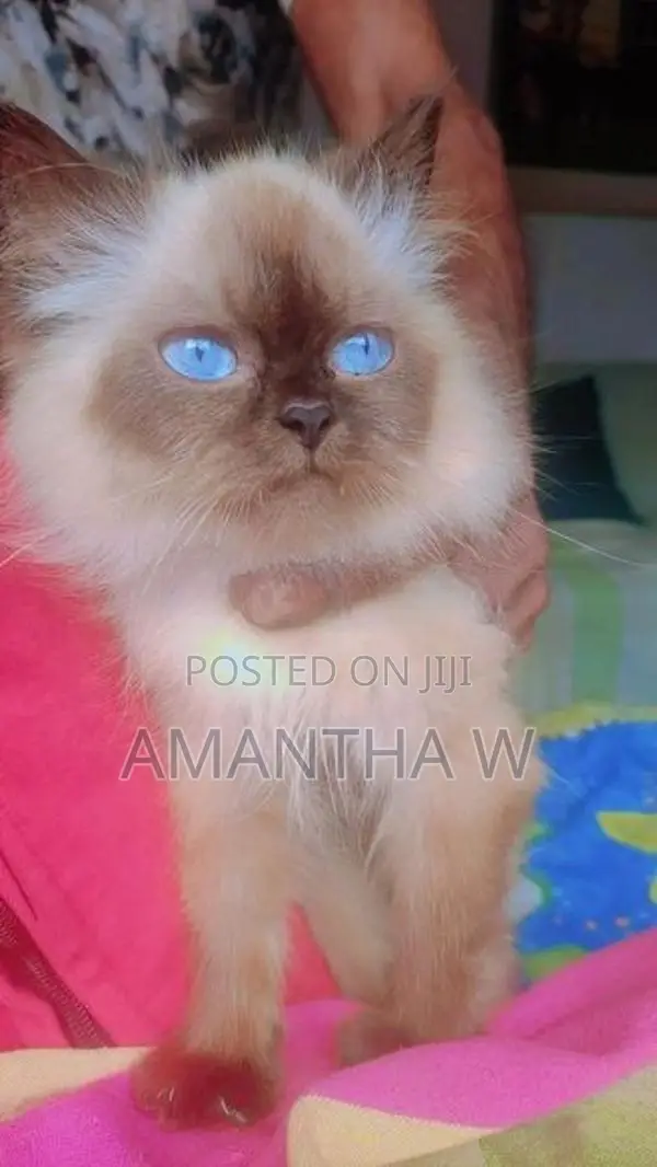 Persian Cat