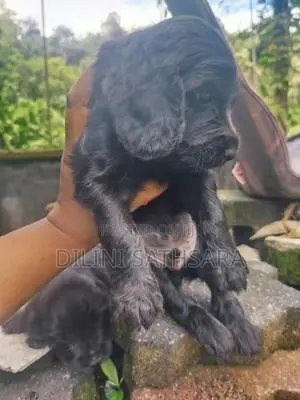 Cocker Spaniel Puppies