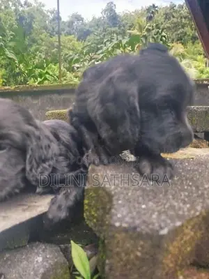 Cocker Spaniel Puppies