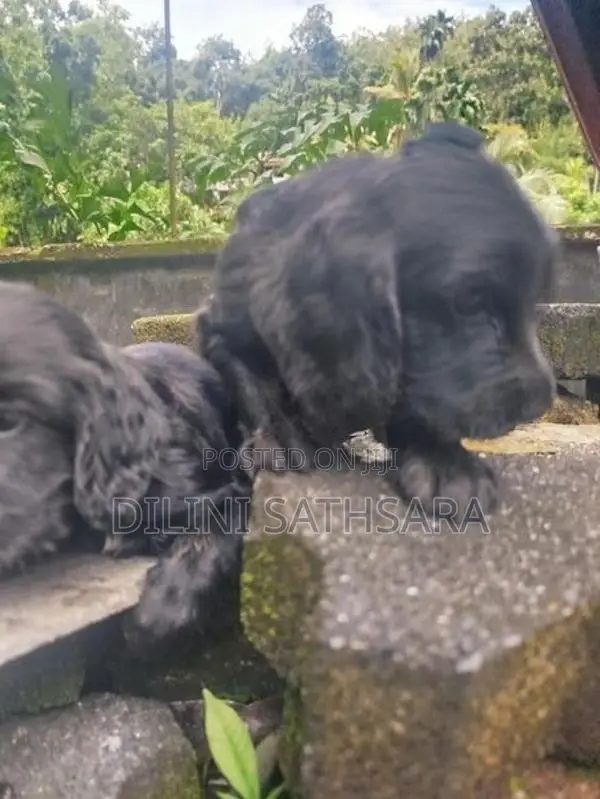 Cocker Spaniel Puppies