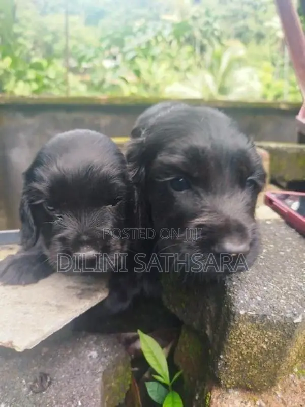 Cocker Spaniel Puppies