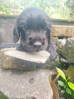 Cocker Spaniel Puppies