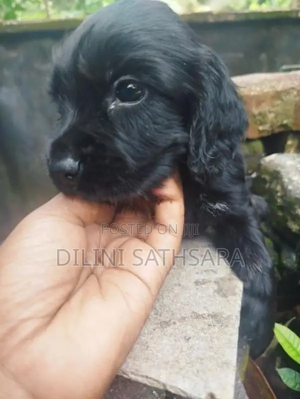 Cocker Spaniel Puppies