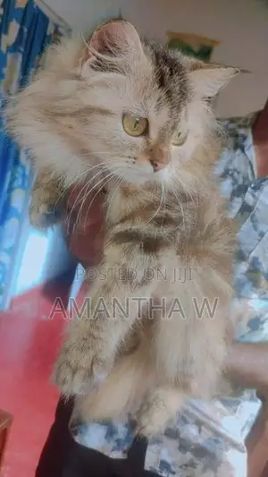 Persian Cat