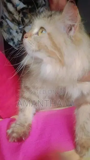 Persian Cat