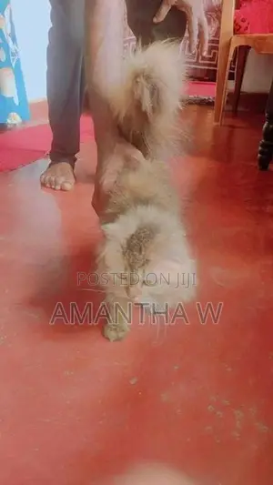 Persian Cat