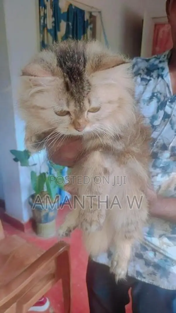 Persian Cat