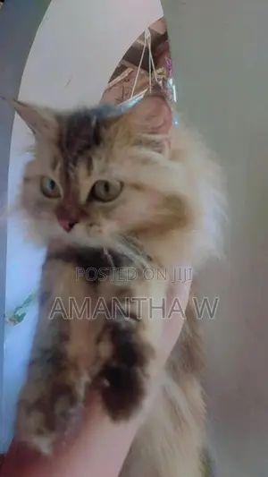 Persian Cat
