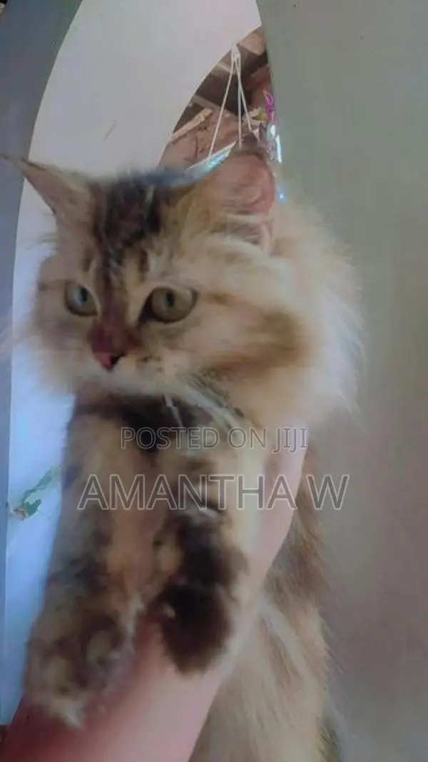Persian Cat