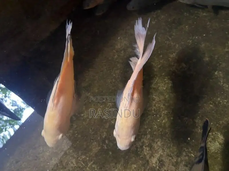 Oscar Fish Collection