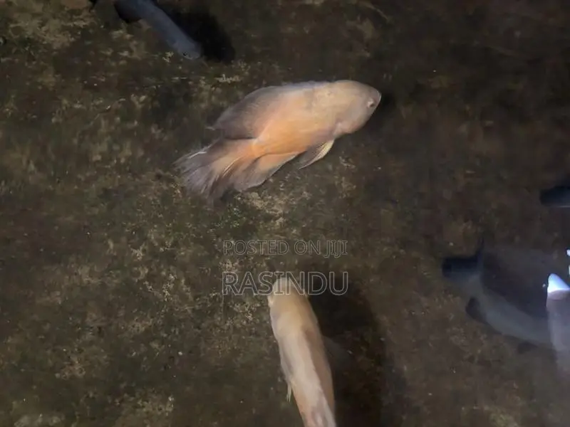 Oscar Fish Collection