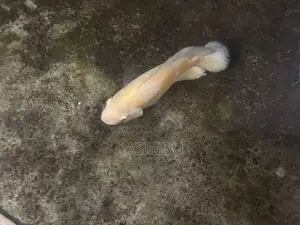 Oscar Fish Collection