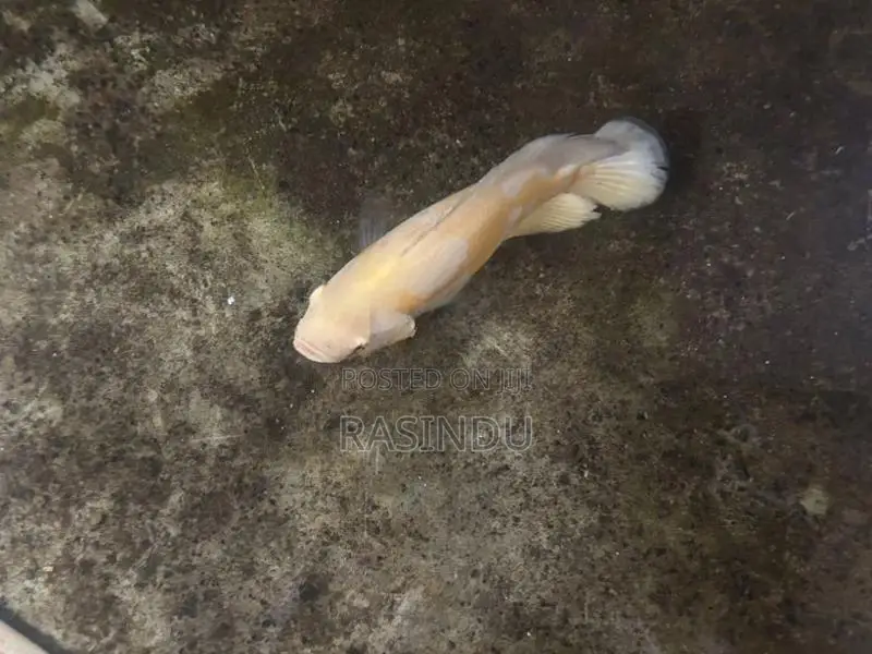 Oscar Fish Collection
