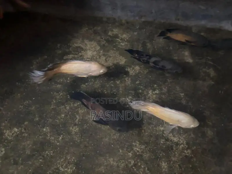 Oscar Fish Collection