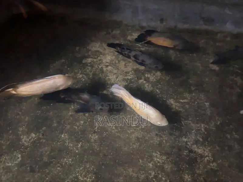 Oscar Fish Collection
