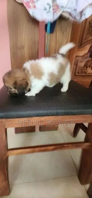 Shitz Shu Dog