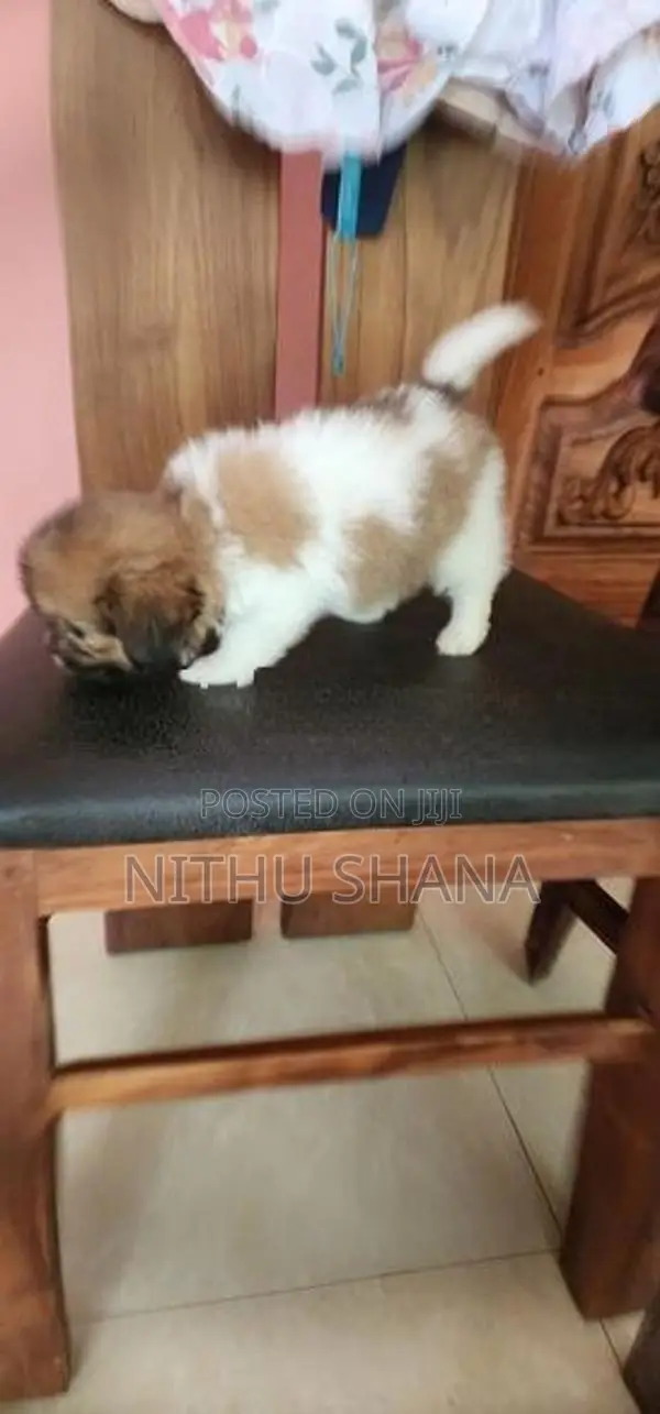 Shitz Shu Dog