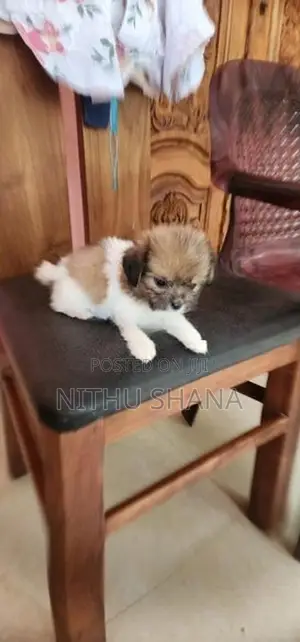 Shitz Shu Dog