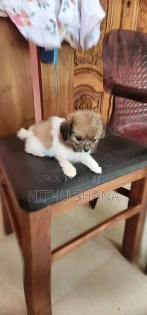 Shitz Shu Dog