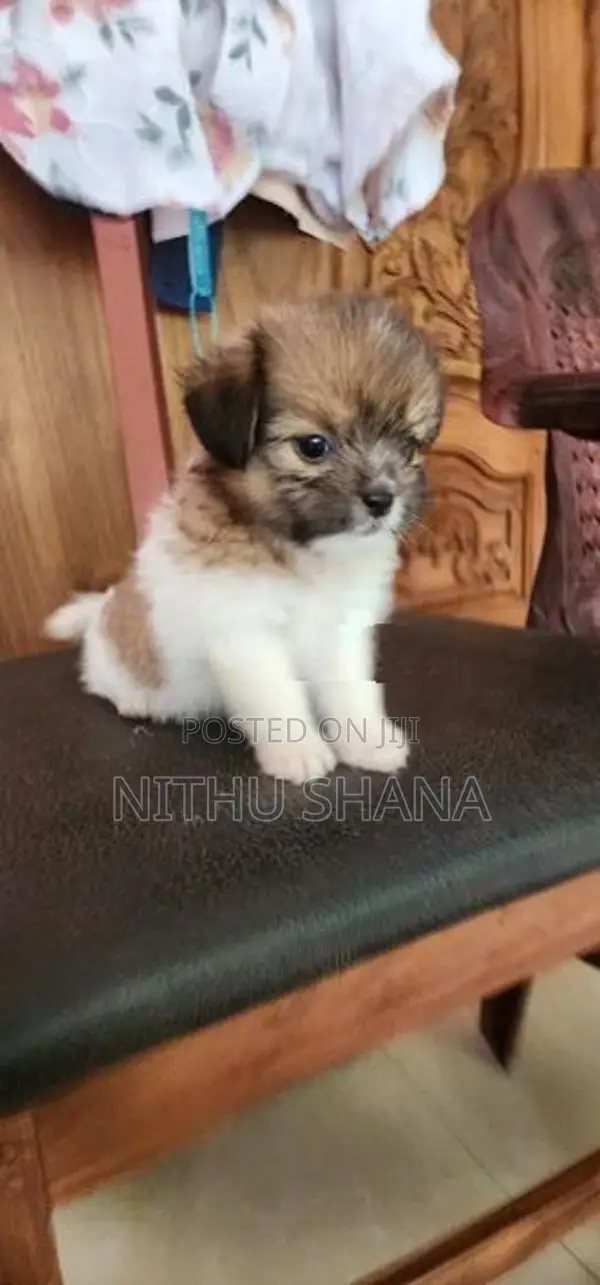 Shitz Shu Dog