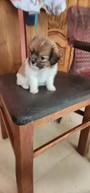 Shitz Shu Dog