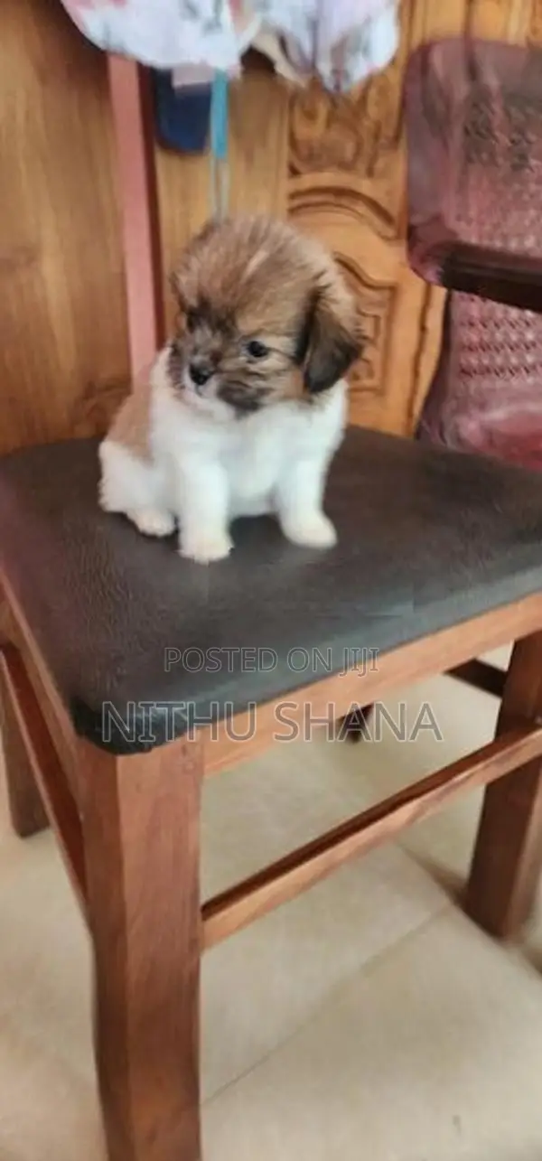 Shitz Shu Dog