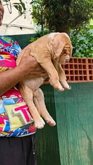 American Bully