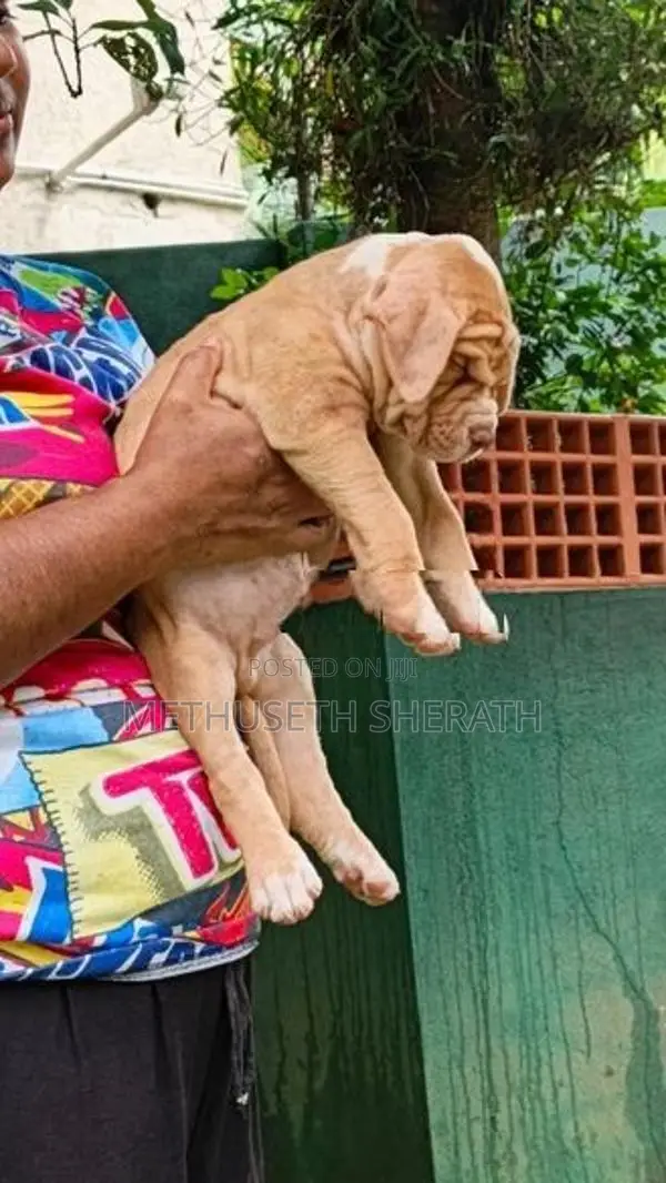 American Bully