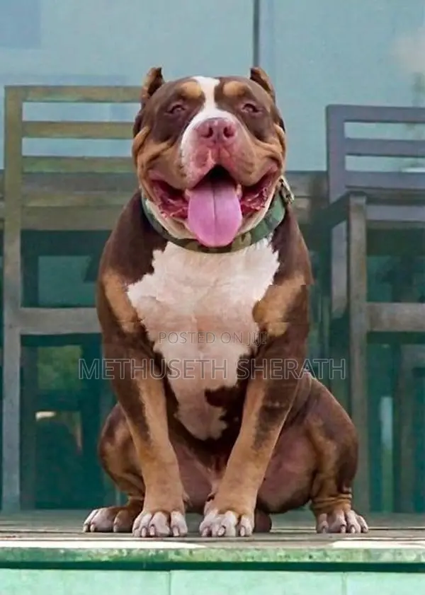 American Bully