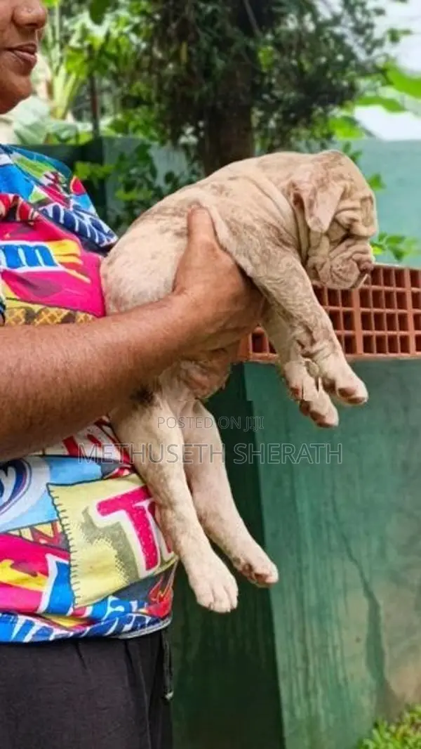 American Bully