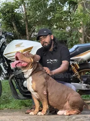 American Bully