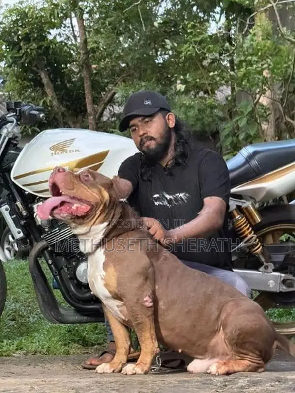 American Bully